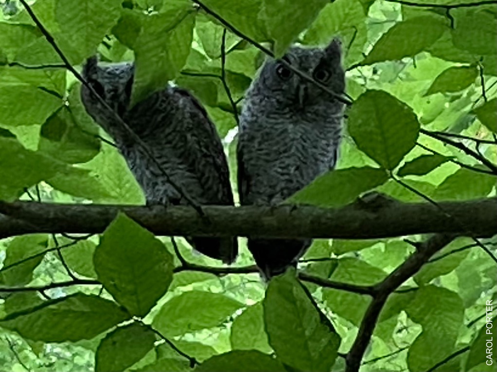 Two Owlets in Preserve